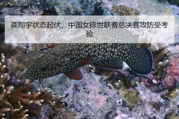 龚翔宇状态起伏，中国女排世联赛总决赛攻防受考验